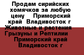 Продам сирийских хомячков за любую цену. - Приморский край, Владивосток г. Животные и растения » Грызуны и Рептилии   . Приморский край,Владивосток г.